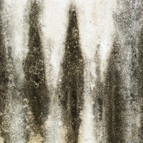 Mold and mildew growing on internal white wall.