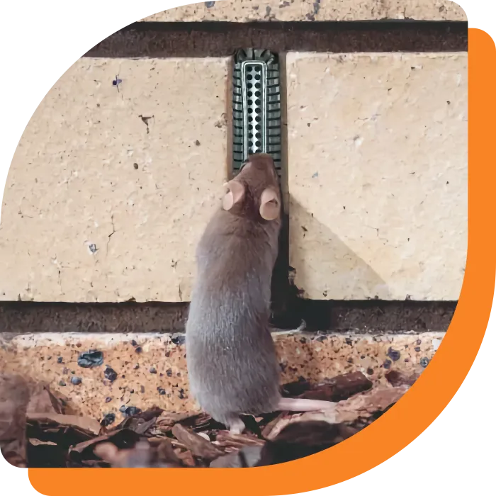 Mouse stopped from entering hole by metal cover.